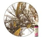 Pin sylvestre - Pine (n°24), 20&nbsp;ml